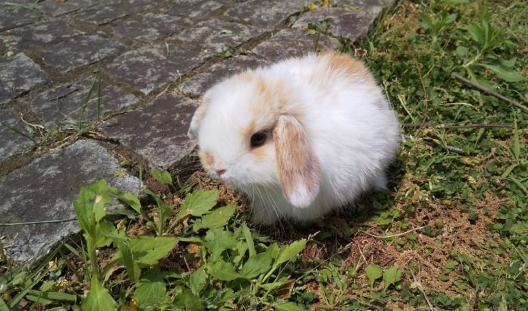 桃 と一緒に ７歳の息子が初めてのうさんぽ タンポポの綿も食べる その後 水泳の昇級試験 桃耳日記 うさぎの気持ちと私の体験談