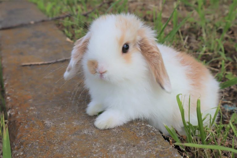 垂れた耳が可愛いホーランドロップの成長と思い出 桃耳日記 うさぎの気持ちと私の体験談